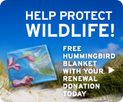 Free hummingbird blanket with your renewal donation today!